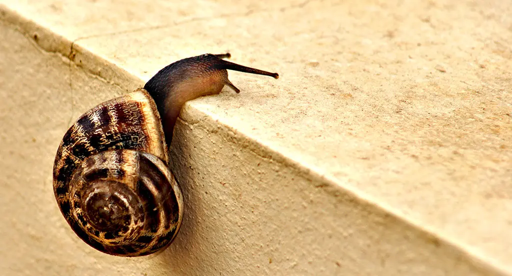 JavaScript: misuratori di robustezza delle password e performance